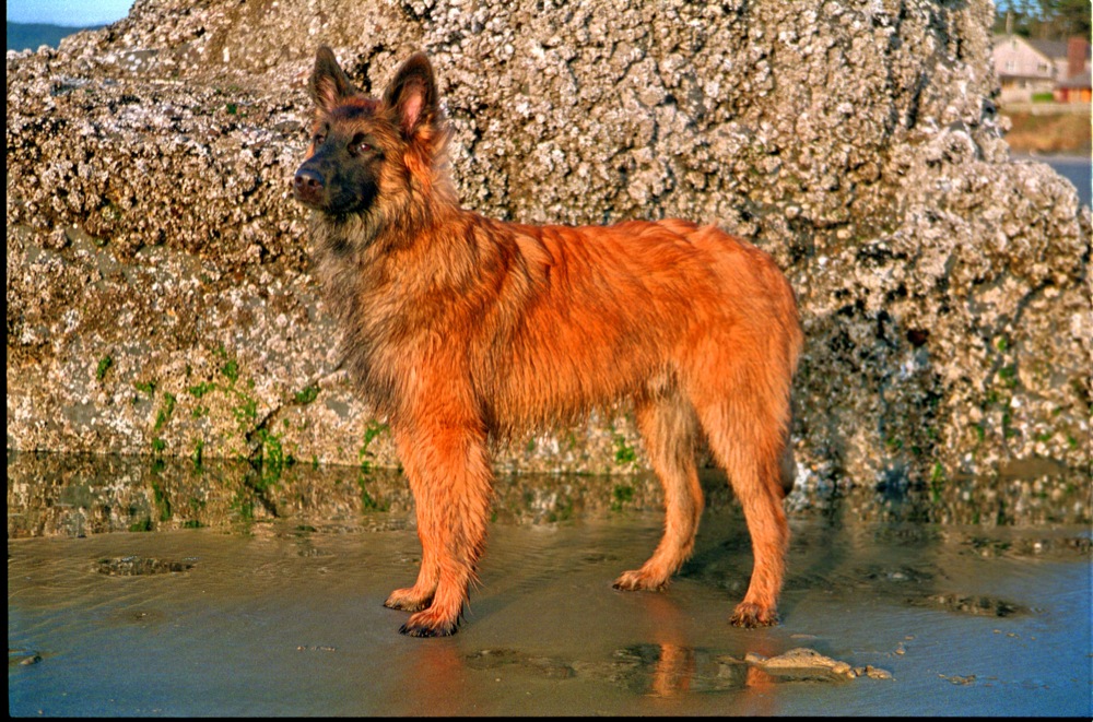 Malinois best sale long hair